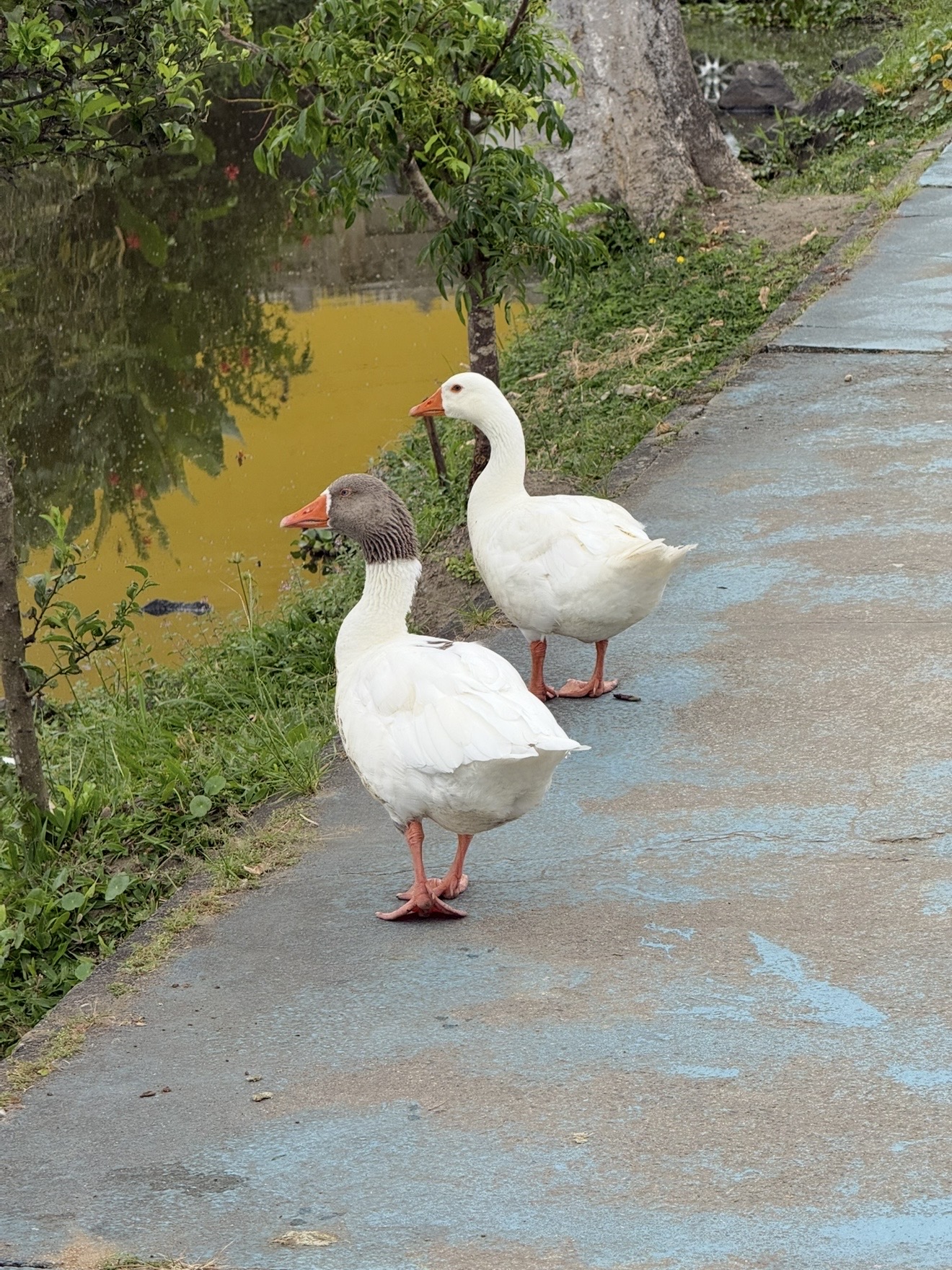 A gente se fosse pato
